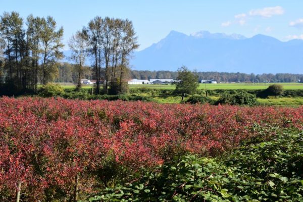 Blueberry farm in autumn